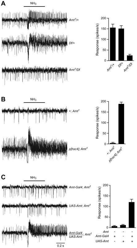 The loss of ammonia response localizes to the <i>Amt</i> gene.
