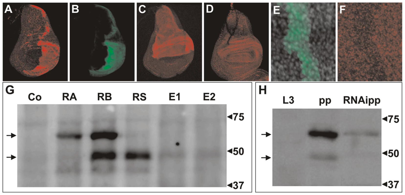 Immunodetection of DHR3 proteins.