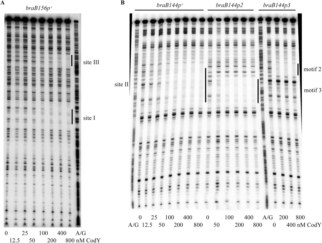 Role of <i>braB</i> CodY-binding sites in CodY binding.
