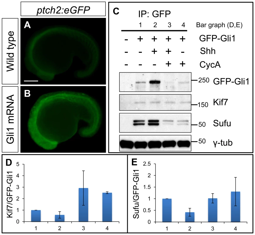 Functional tagged Gli1 associates with Kif7 and Sufu in a Hh dependent manner.