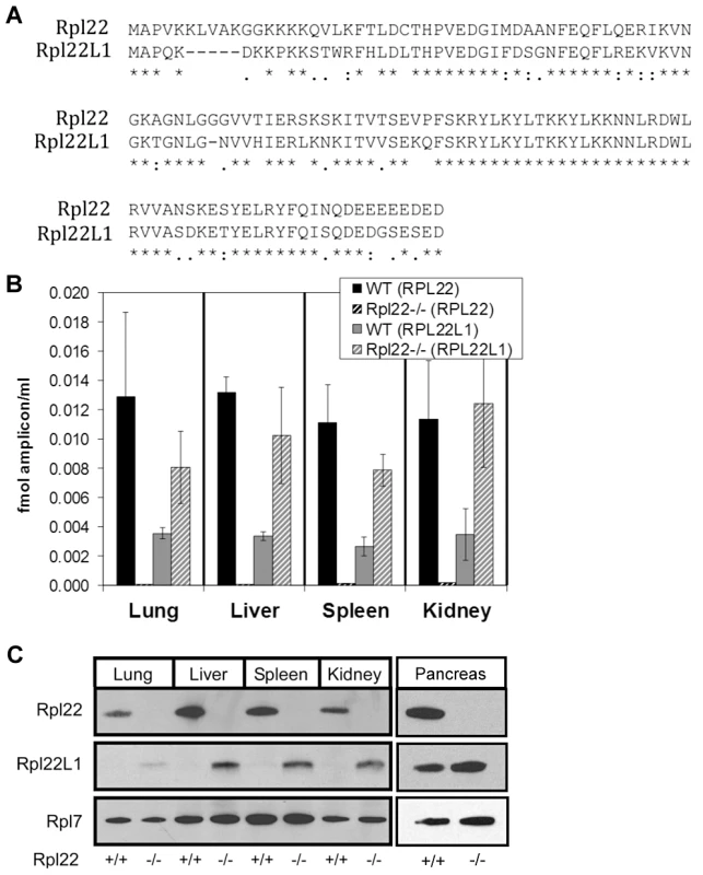 Mouse Rpl22 has an expressed paralog, Rpl22l1.