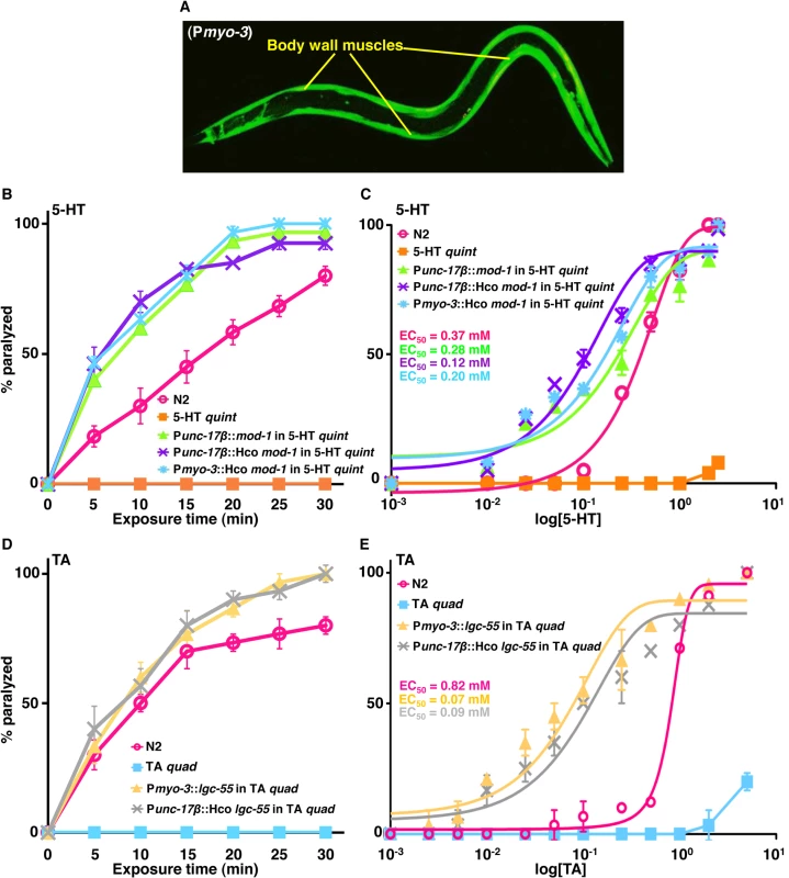 Exogenous monoamines paralyze <i>C</i>. <i>elegans</i> expressing monoamine-gated Cl<sup>-</sup> channels in either cholinergic motor neurons or body wall muscles.