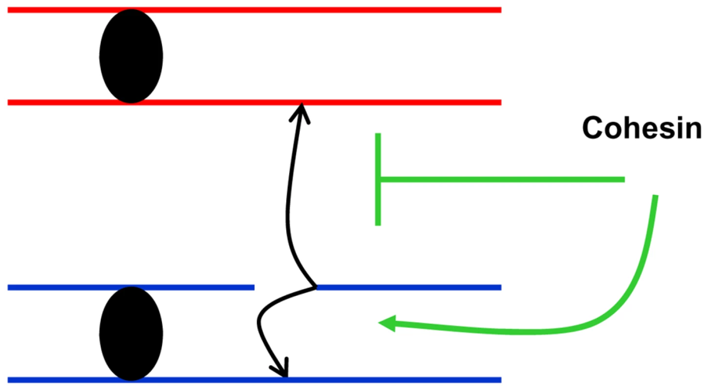 Cohesin channels HR to sister chromatids.