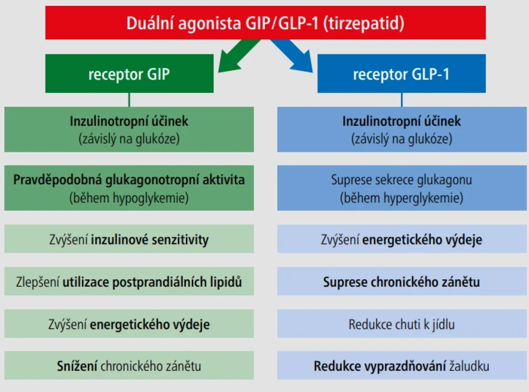  – Schematické znázornění účinku GIP/GLP-1. [Archiv autorek]