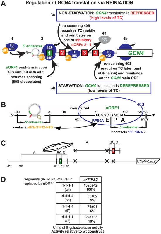 REI-promoting activity of the 5′ sequences of uORF is strictly dependent on that of the 3′ enhancer.