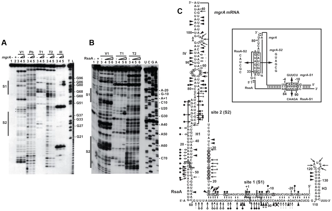 Probing the structure of the inhibitory RsaA-<i>mgr</i>A mRNA complex using enzymes and lead(II)-induced cleavages.