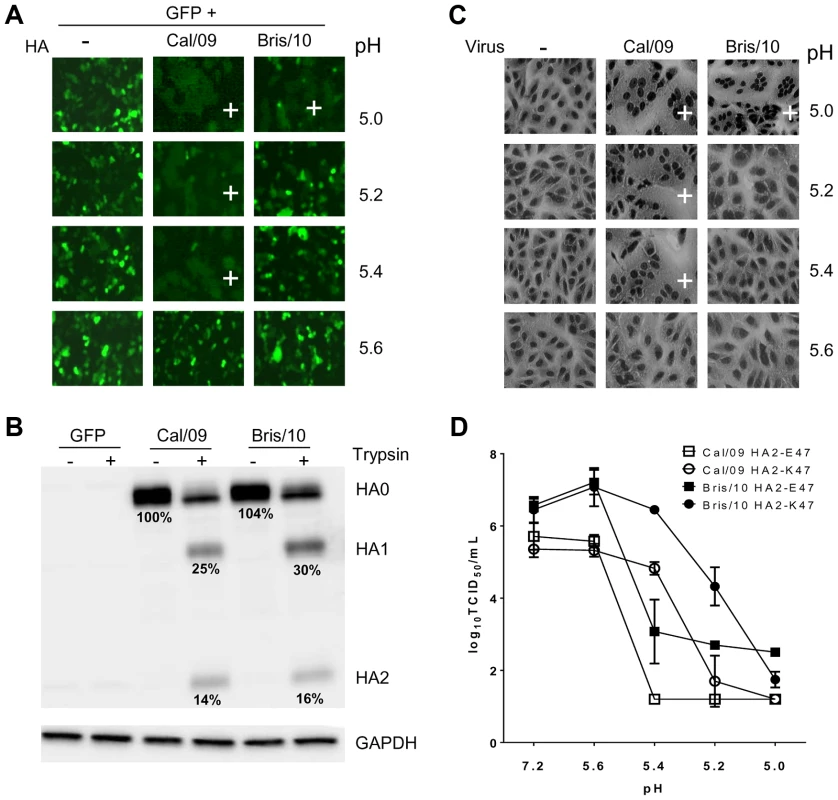 Cal/09 and Bris/10 HA differ in the threshold pH for membrane fusion.