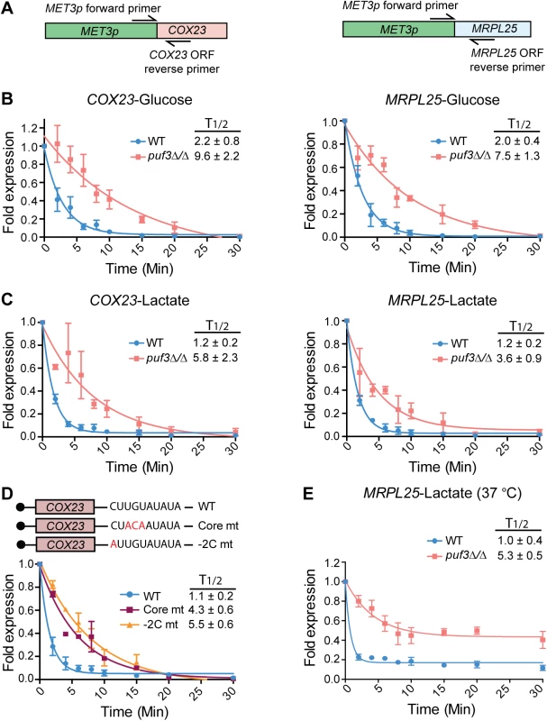 <i>C</i>. <i>albicans</i> Puf3 is a repressor of mRNA stability in glucose and lactate growth conditions.