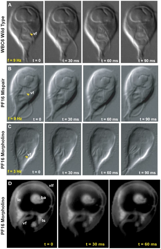 Morpholino knockdown of PF16 significantly reduces flagellar beat frequency but only mildly affects the ability to maintain attachment.