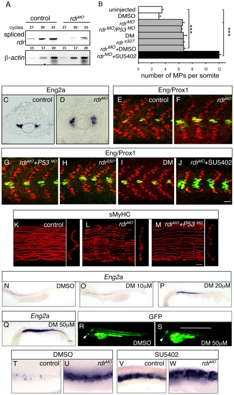 Radar or BMP signaling knock-down impairs MP formation.