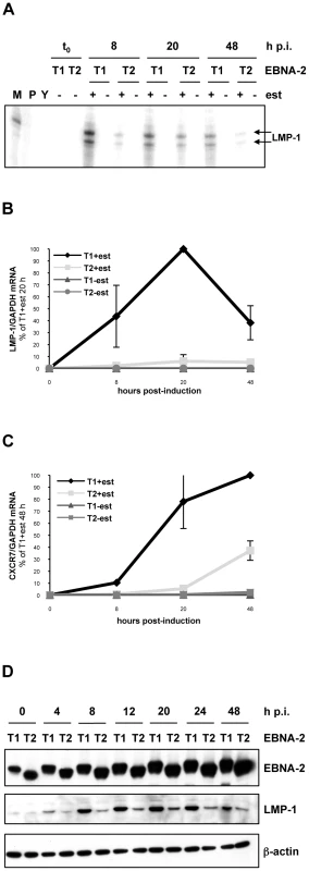 LMP-1 and CXCR7 are differentially induced by type 1 and type 2 EBNA-2 in Daudi:ER-EBNA-2 T1/T2 and P3HR1 cl.16:ER-EBNA-2 T1/T2 stable cell lines.