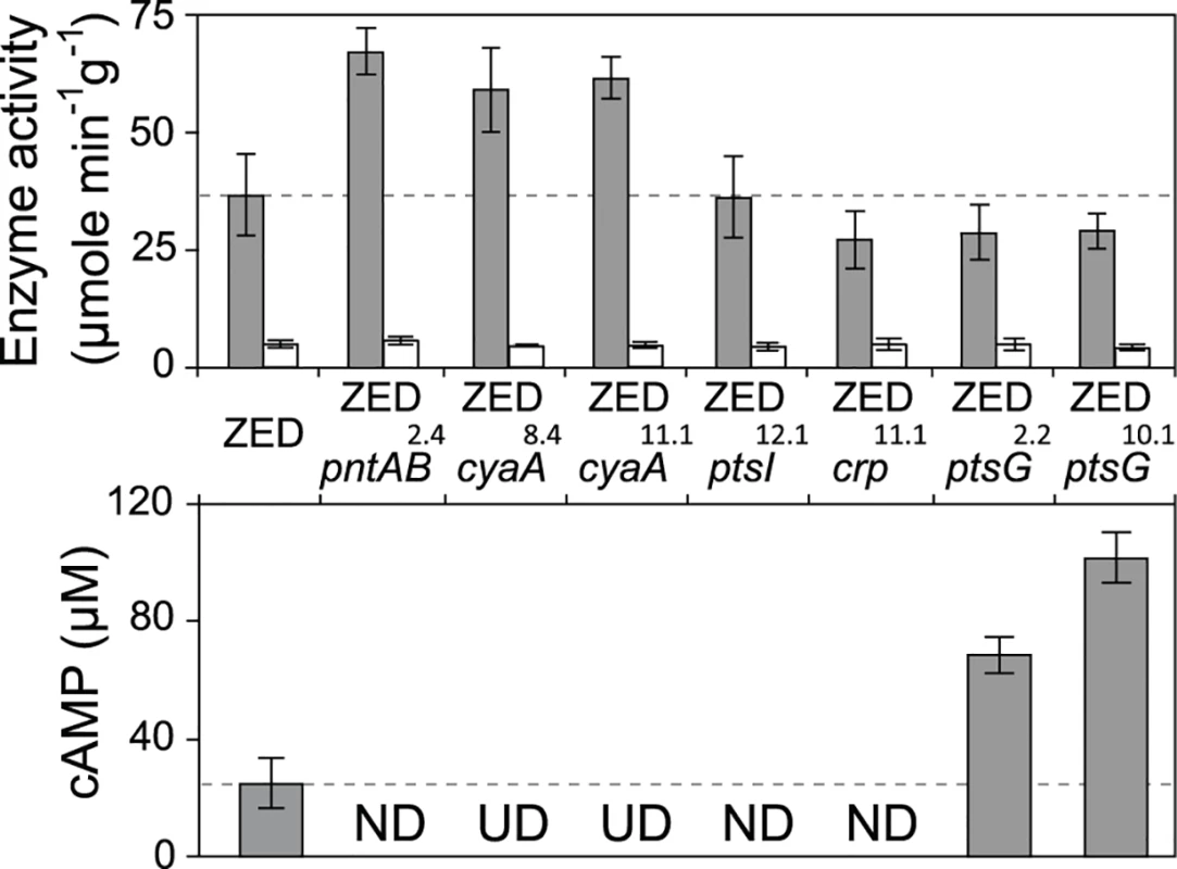 Effects of adaptive mutations on transhydrogenase activity and cAMP concentrations.