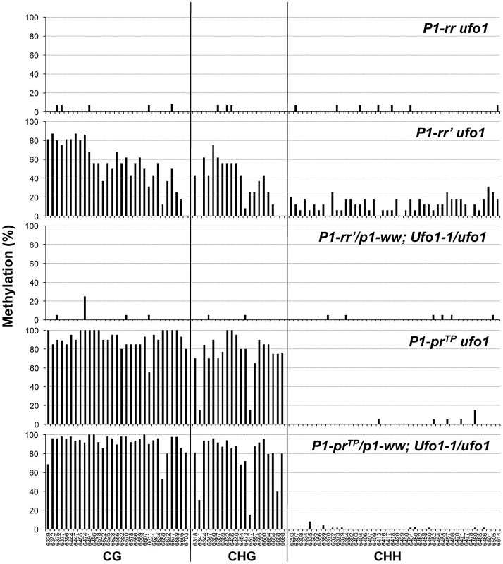 <i>Ufo1-1</i>-induced methylation modifications of individual cytosine residues in the 443-bp fragment of the P1.2 enhancer of <i>P1-rr′</i> and <i>P1-pr<sup>TP</sup></i>.