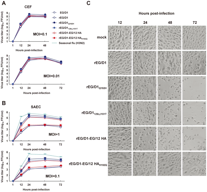 Growth kinetics of rEG/D1 viruses in avian cells and human cells.