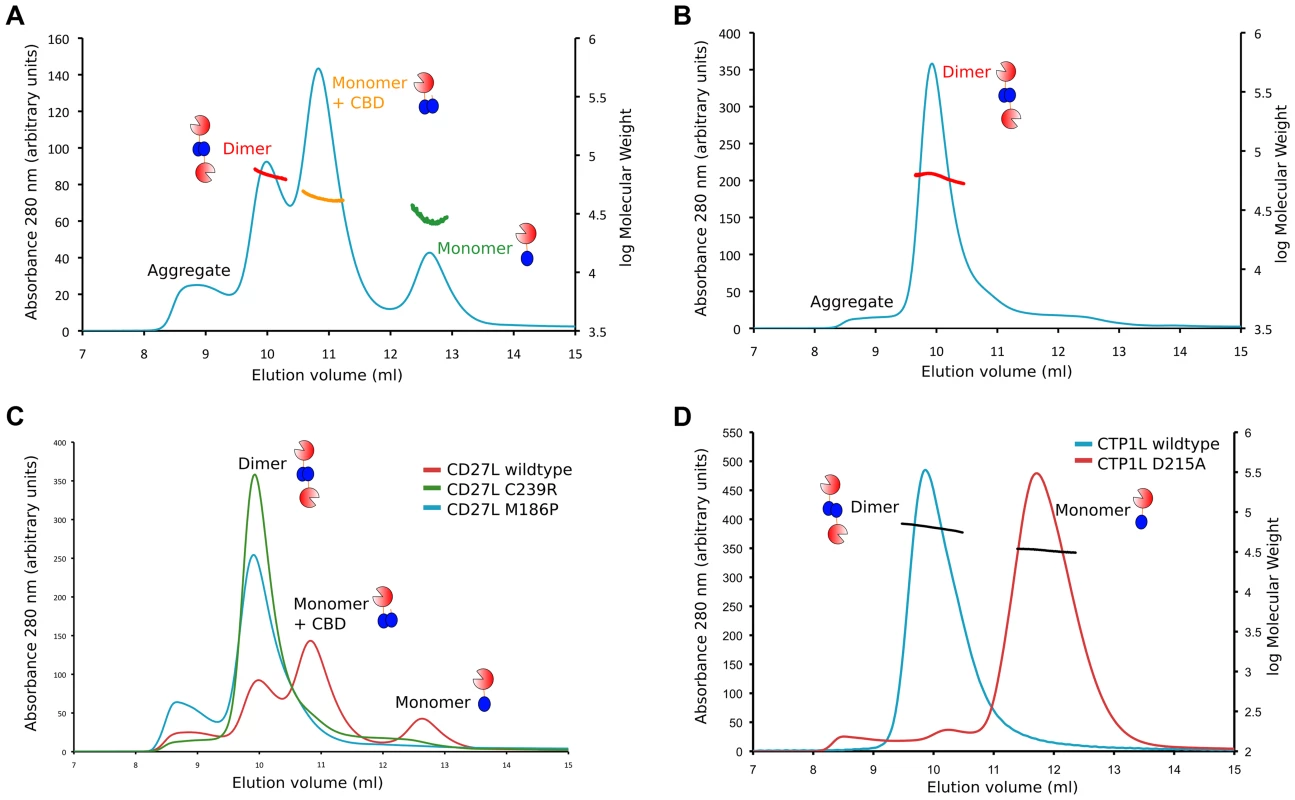 Oligomerization of CD27L in solution for wild-type and the M186P and C238R mutants.