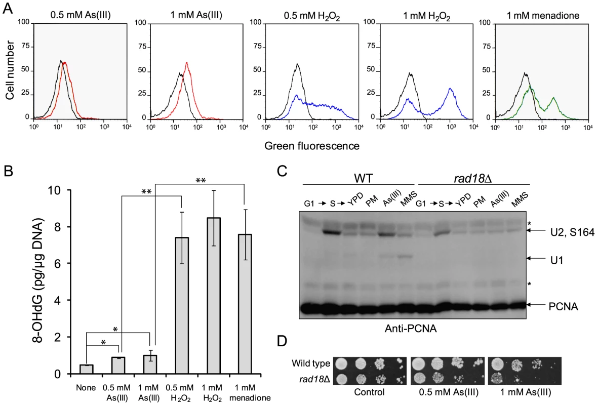 As(III) treatment induces low level of oxidative stress and replication-associated DNA damage.