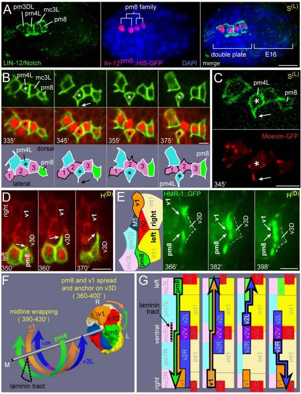Cyst cells probe their neighbors.