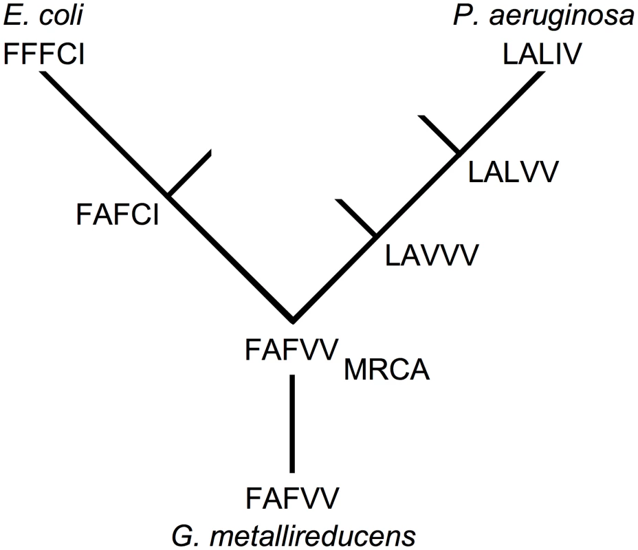 Incompatible mutations arise in different lineages.