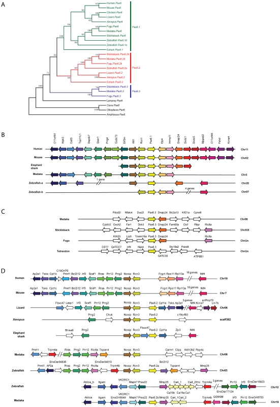 Phylogenetic and syntenic relationship between vertebrate <i>Pax6</i> loci.