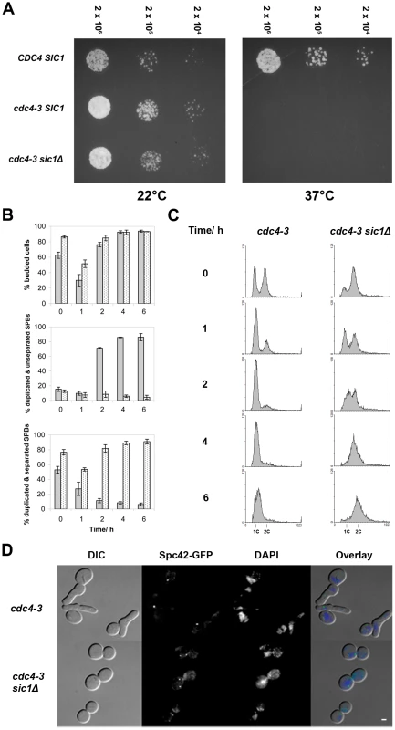 <i>SIC1</i> deletion allows SPB separation and DNA replication in <i>cdc4-3</i>(ts) cells at the restrictive temperature.