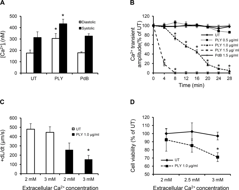 Profound calcium influx induces cardiomyocyte dysfunction and injury in response to sub-lytic PLY.