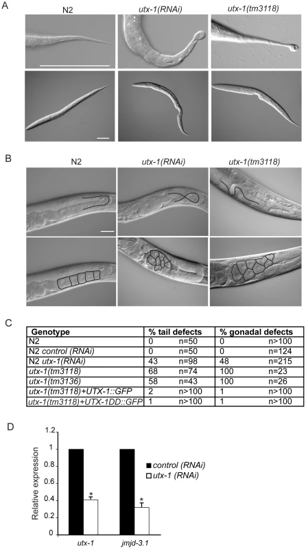 <i>utx-1</i> postembryonic phenotypes.
