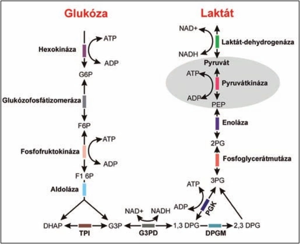 Schéma glykolytické dráhy.
Fig. 1. Diagram of glycolytic pathway.

