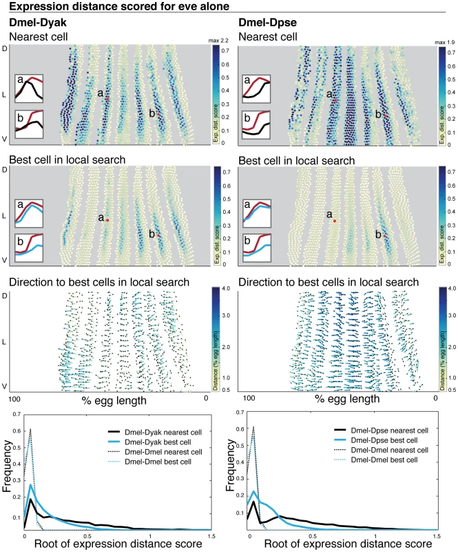 Even-skipped expression varies in relative position and intensity.