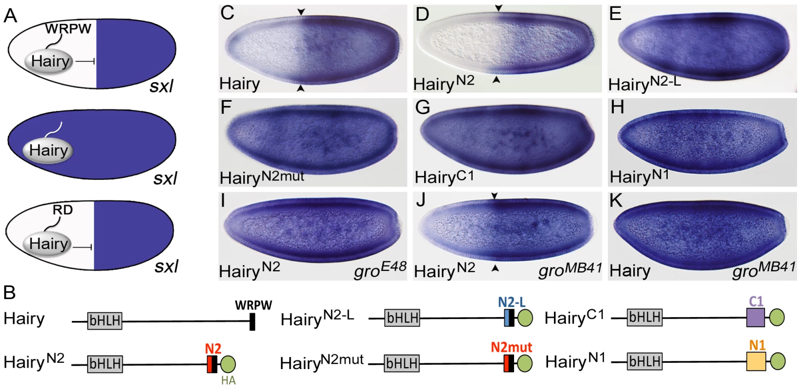 N2 is a Gro-dependent repressor motif.