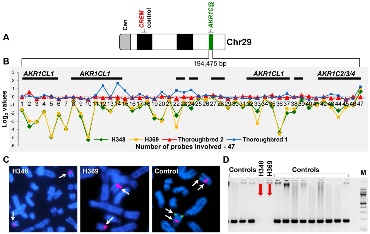 Schematic of the homozygous deletion in chr29, 28.6–28.8 Mb in two XY DSD horses.