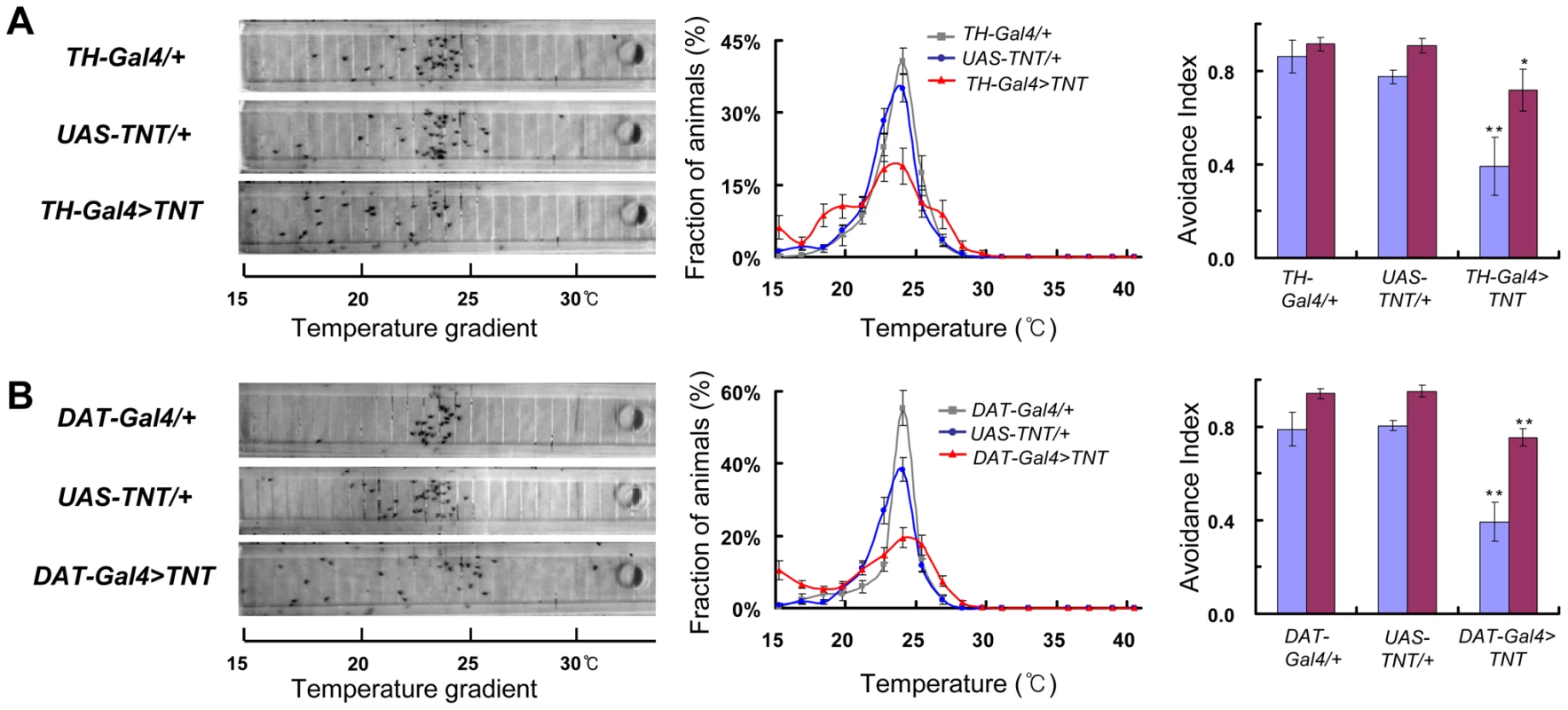 Dopaminergic neurons are essential for TPB.