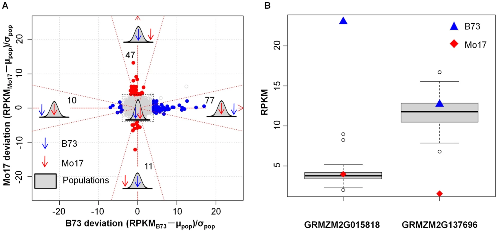 Paramutation-like expression patterns in the IBM RILs.