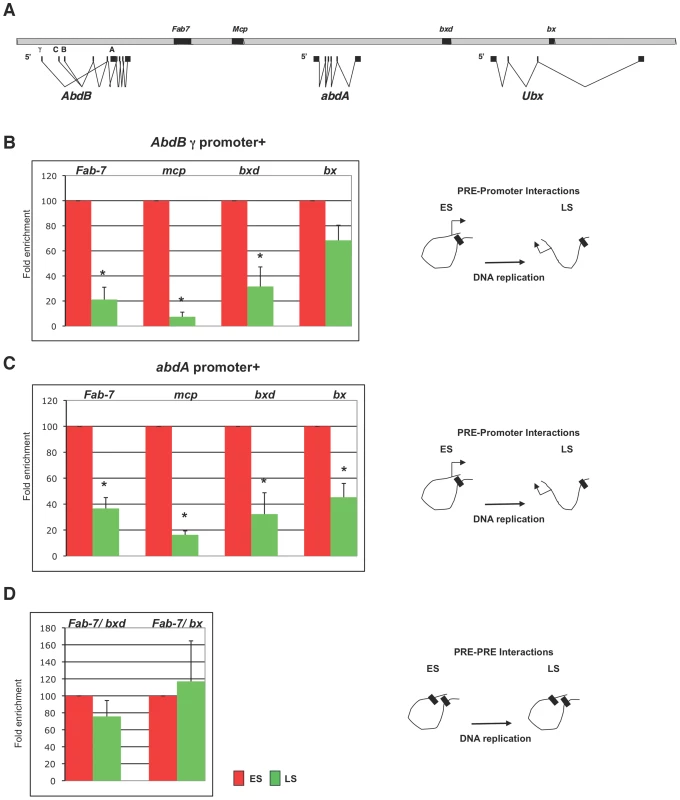 Higher order interactions are reduced during replication.