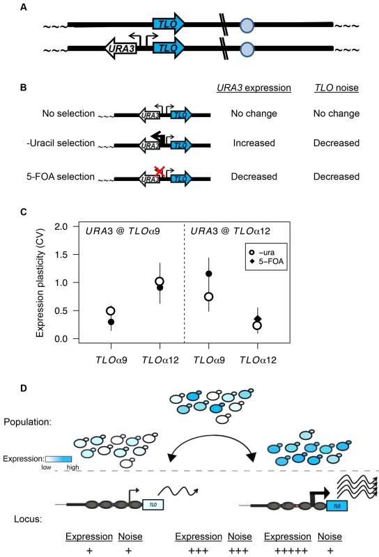 TPE produces <i>TLO</i> expression plasticity.