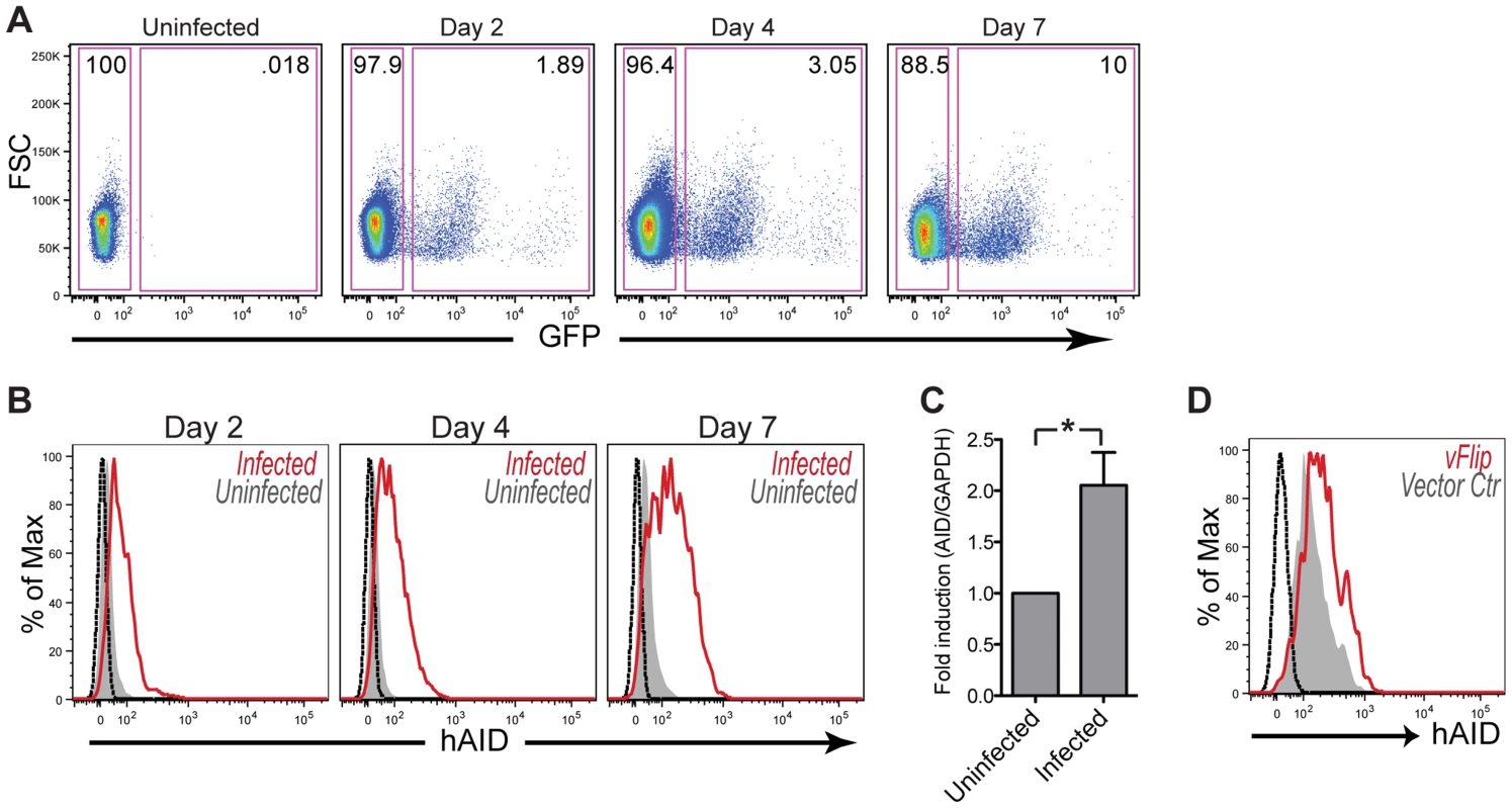 KSHV infection results in upregulation of AID in Primary Human Tonsillar B cells.