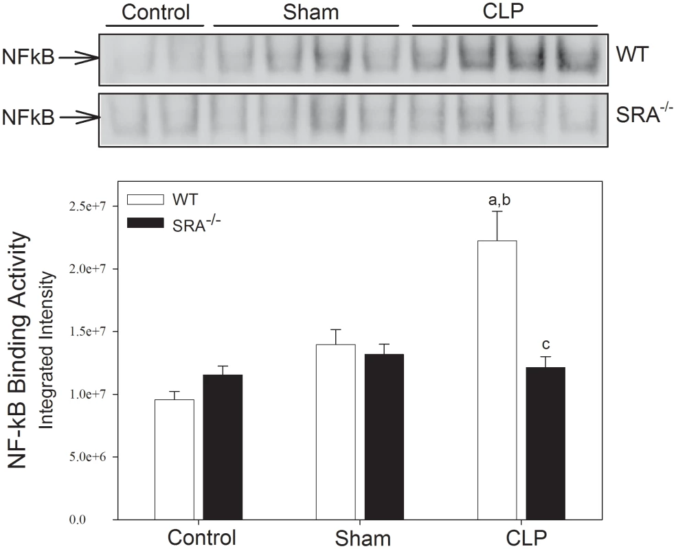 SRA<sup>−/−</sup> mice show attenuated lung NFκB activity when compared to WT mice with CLP sepsis.