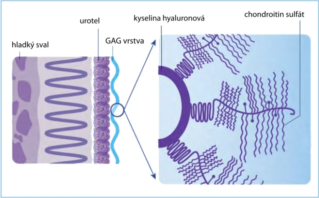 Glykosaminoglykanová (GAG) vrstva. Zdroj: informační materiál IBSA Group. Fig. 1. Glycosaminoglycan (GAG) layer. Source: IBSA Group informational material.