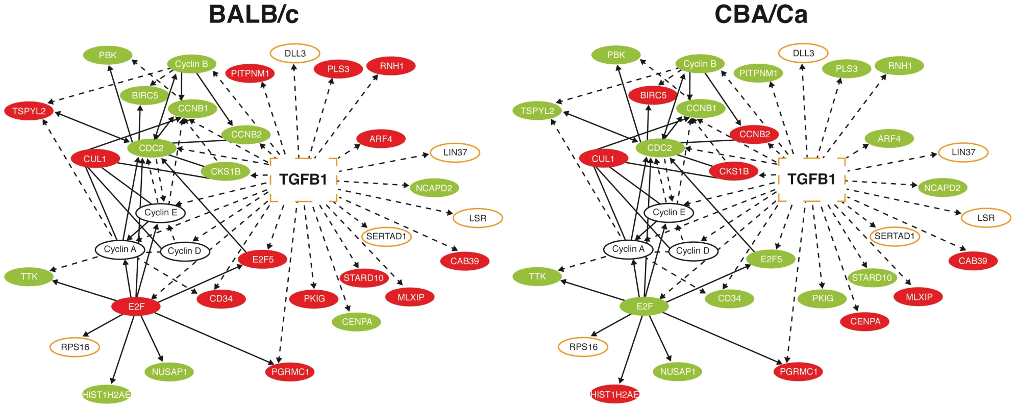 Many <i>Tgfβ1</i> interaction partners show opposing expression profiles in BALB/c and CBA/Ca mice at 6 hours p.i.