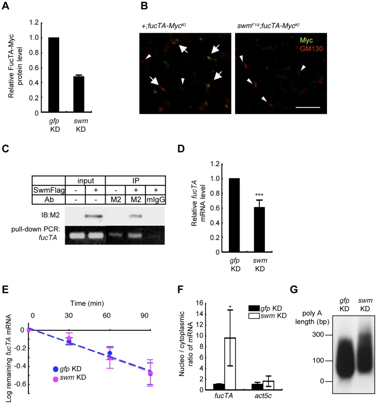Swm regulation of expression and nuclear export of <i>fucTA</i> mRNA.