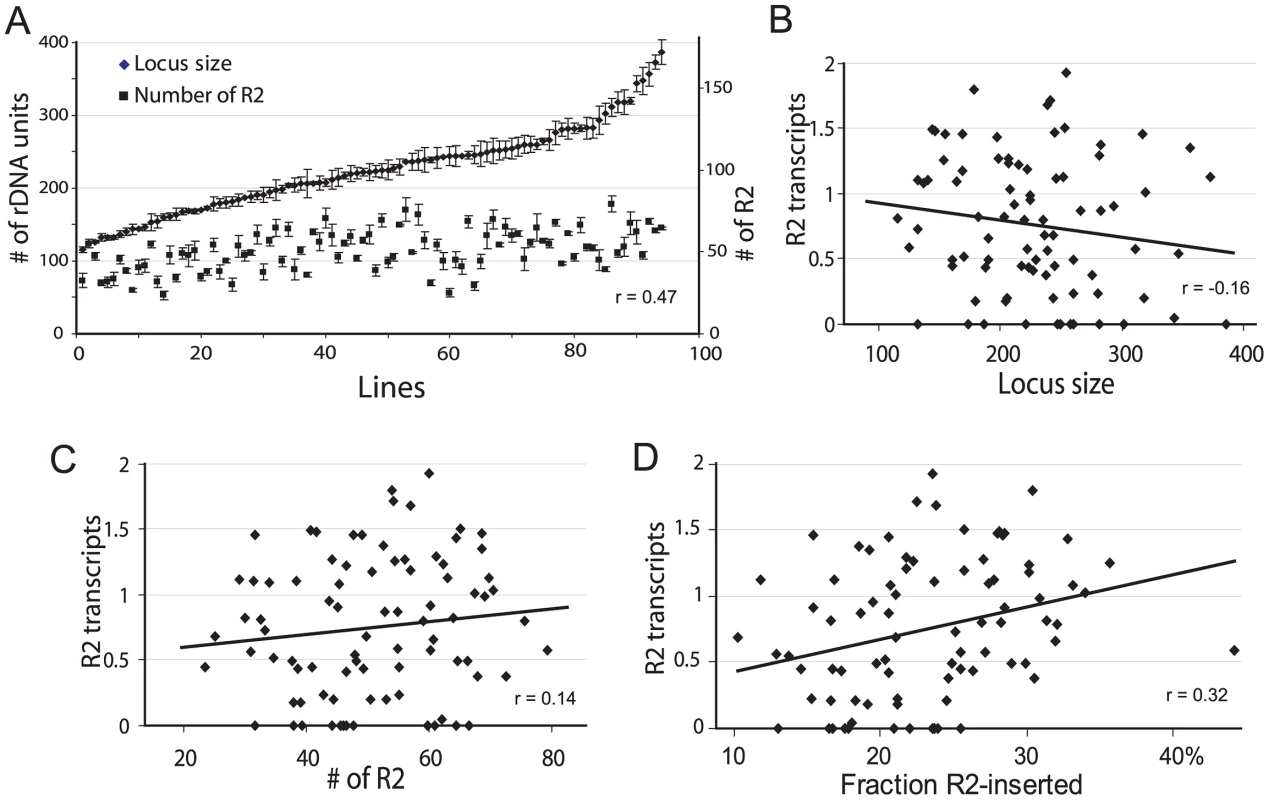 Properties of the rDNA loci derived from natural populations of <i>D. simulans</i> and their correlation with the level of R2 transcription.