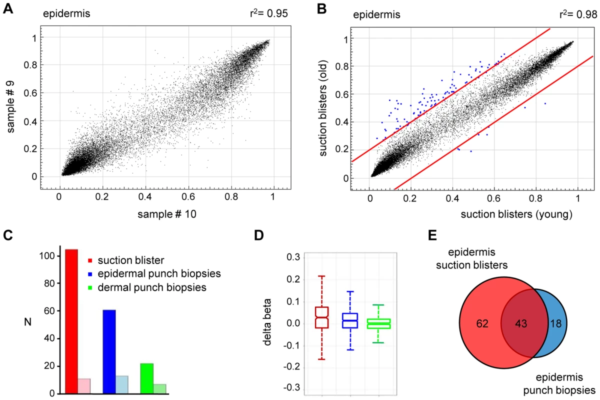 Age-related hypermethylation in human epidermis samples.