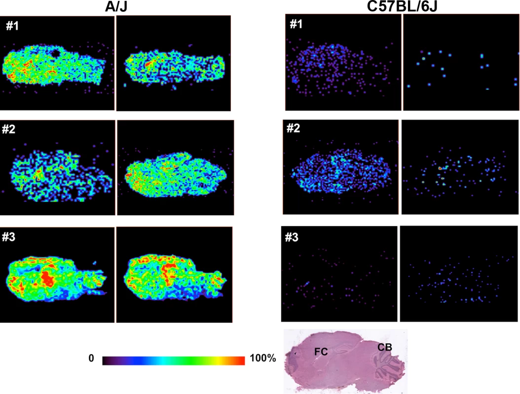 DESI-MSI of haloperidol in brain tissue.