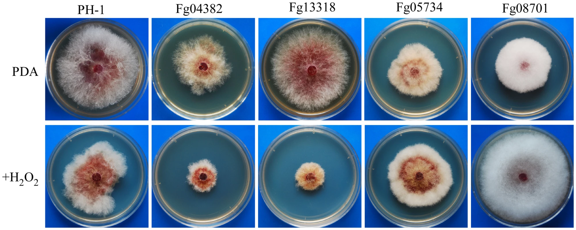 Mutants with defects in response to oxidative stress.