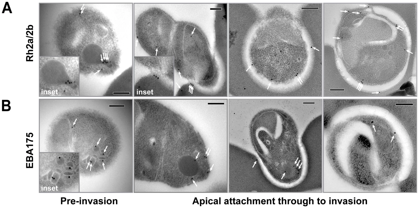 Immuno-electron microscopy localisation of PfRh2a and PfRh2b during merozoite invasion of human erythrocytes.
