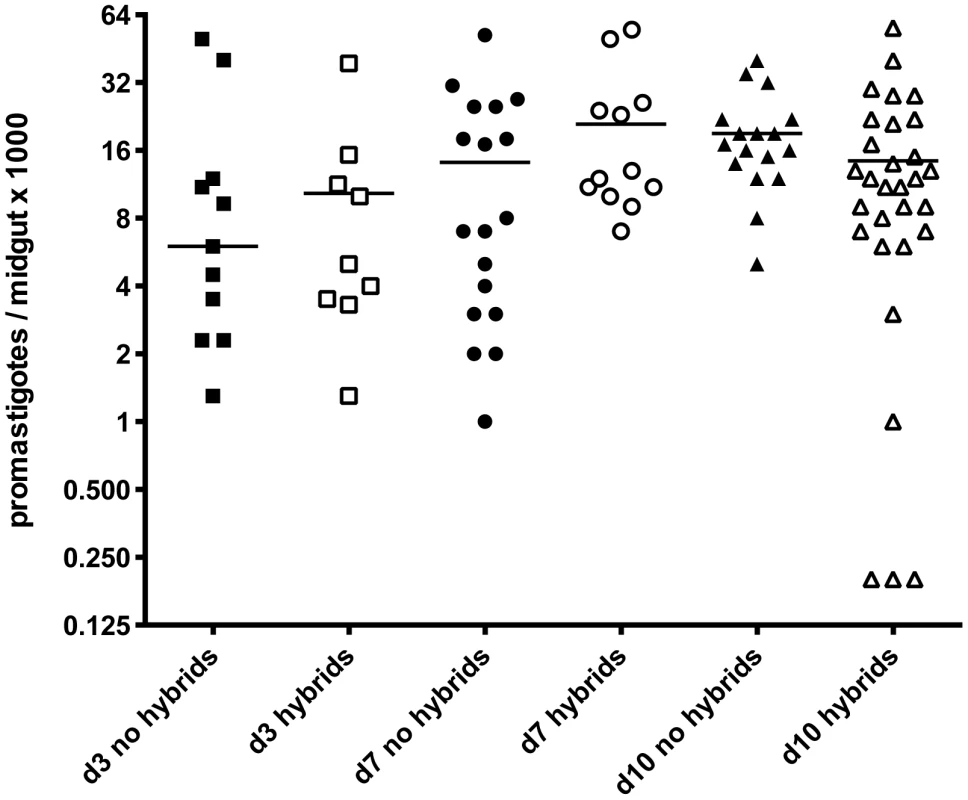 Infection levels at time of dissection in <i>Lu. longipalpis</i> midguts with and without hybrids.