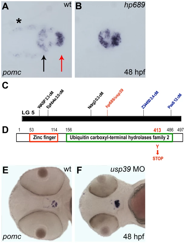 <i>hp689</i> is a novel zebrafish gene encoding <i>usp39.</i>