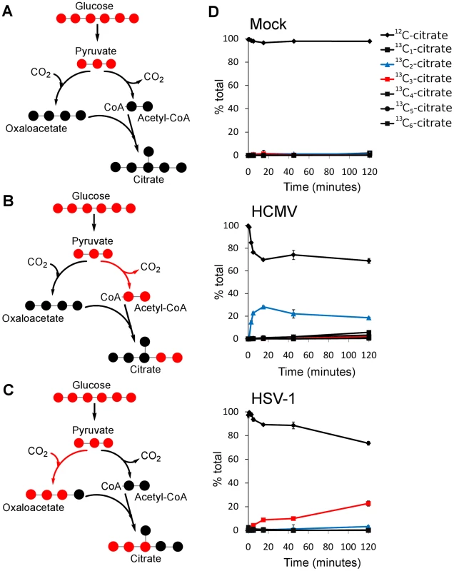 Virus-specific up-regulation of glucose influx to the TCA cycle.
