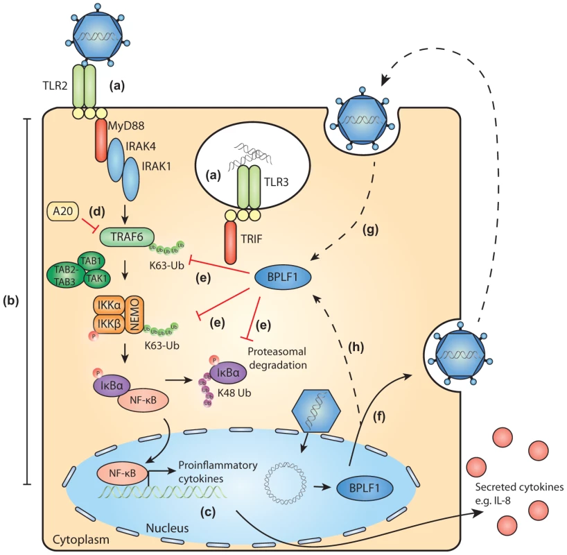 Schematic model of BPLF1-mediated TLR evasion during EBV infection.