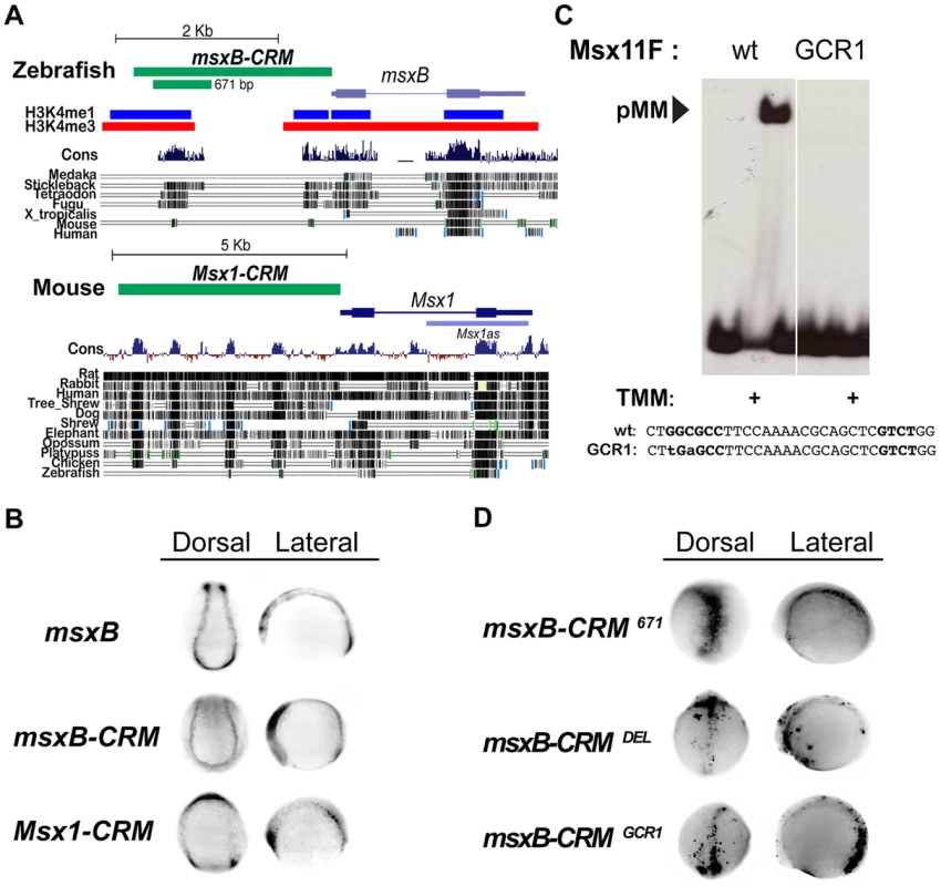 Identification of vertebrate <i>msx</i> CRMs.