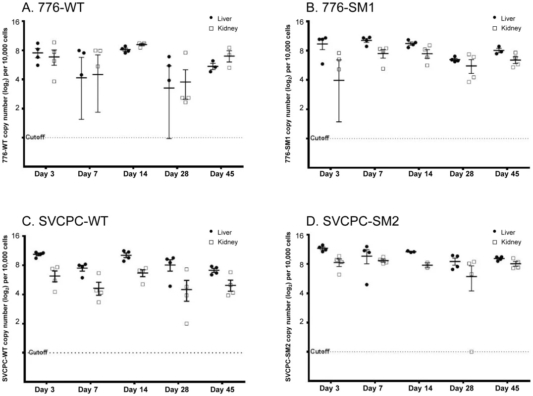 Simian virus 40 viral loads in hamster liver and kidney over time.